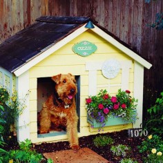 cute dog house! I love that she has her own house number.