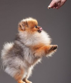 cute dog pomeranian pics photo