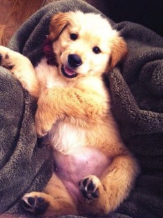 cute golden retriever puppy