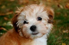 Cute Havanese Dog