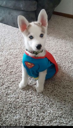Cute Husky Puppy Superhero