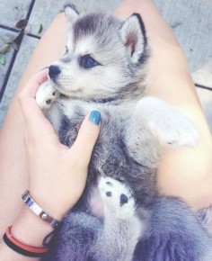 Cute husky puppy with blue eyes Pinterest @Sagine_1992 Sagine☀️