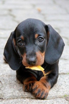 cute little Dachshund puppy