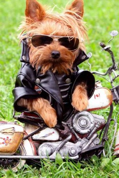 Cute little dog! I wander if I could do that with a lab. Maybe I could by a mini motercycle and jacket from Harley Davidson!