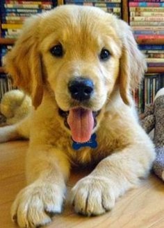 Cute Little Fluffy Golden Retriever Puppy