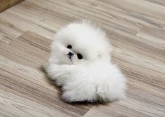 Cute miniature dog