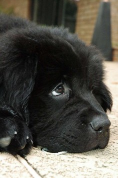 Cute Newfoundland Pictures | Newfie Dog Photo Gallery