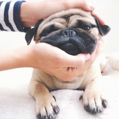 Cute Pets | funny pets | pets | pup | puppies | dogs | cute | adorable | puppy love | animals | Schomp Honda