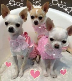 Cute photos of Chihuahua dogs in their outfit #chihuahua #chihuahuatypes #chihuahuadogs