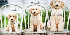 Cute progressive puppy photoshoot idea for the 1st year of dog's life. {Pet Photography} {Dog} {Puppy Photo Session Idea}