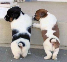 Cute puppy butts :-)