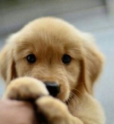 Cute puppy OMG