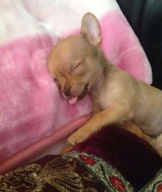 cute-puppy-sleeping