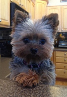 Cute Yorkshire Terrier==16 reasons they're not so friendly
