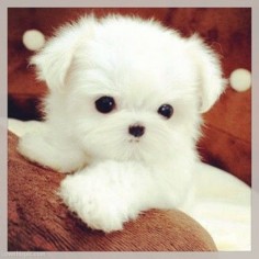 Cutie Pie animals sweet baby white adorable dog puppy pet. Is this real? Cause I need this pup.