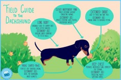 Dachshund Dogs| Dachshund Dog Breed Info & Pictures | petMD