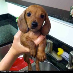 Dachshund Puppy Gets A Bath
