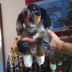 Dachshund puppy. Long haired  at those cute white paws!