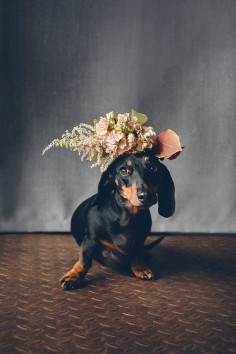 Dachshund with floral 