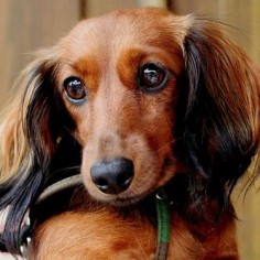 Dachshunds have the most soulful 