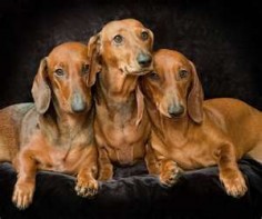 Dachshunds-Such Beauties!!