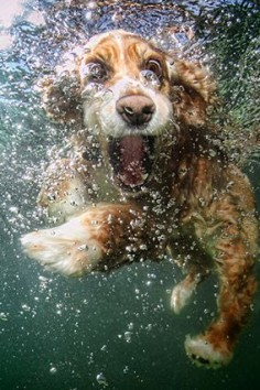 "Dad, look! No floatie!" This cocker spaniel takes the plunge (sorry) in Underwater Dogs—a book chock-full of the cutest, weirdest dog faces never seen by man. Such as what a dog looks like when she's having the best, best, best time ever. Because she doesn't automatically sink in a pool! She can swim! And drink! All at the same time! Even while all the humans are rapidly exiting the water.  Underwater Dogs by Seth Casteel (Little, Brown and Company)