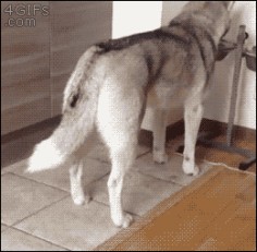 Daily Cat GIFs