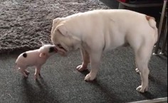 Daily Cute: Deaf Bulldog And Tiny Pig Become Fast Friends | Care2 Causes