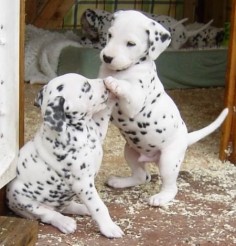 dalmatian puppies i had a dalmation for 14 years. she was a great family  owning a dalmation is like having an adhd child. needs constant attention . she shouldve been a toy poodle!