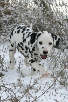 Dalmatian puppy in snow - One of my favorite breeds