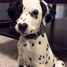 Dalmatian puppy with eye patch and heart-shaped nose.