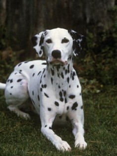 Dalmation- had one years ago named  was amazing, a rancher liked her so I gave her up and she wound up on 400 acres running her legs off!  A most happy girl!