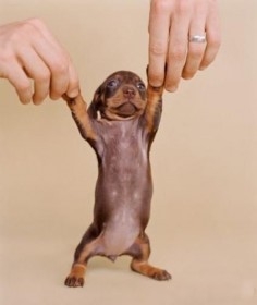 Dancing Doxie
