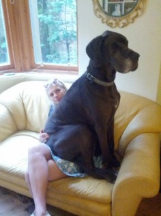 Danes think they're lap dogs. Love it!