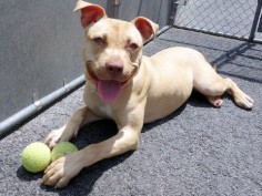 DAPHNE - A1076214 - - Manhattan TO BE DESTROYED 06/24/16**12 MONTH OLD BEAUTY NEEDS TO FIND A HOME BY NOON!**A volunteer writes: If I had a dollar for every person who told me how beautiful my dog is, I’d be well on my way to riches!!! Daphne is gorgeous, her light gold coat soft and luxurious, her darker golden eyes soft and sweet. Daphne was found tied up, and a good Samaritan brought her home for a couple of days telling us that she was friendly with the small chi