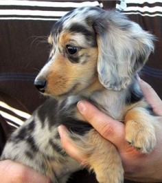 dapple dachshund Gorgeous!!!