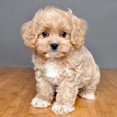 Designer breeds ... Some if these are so stinking cute!
