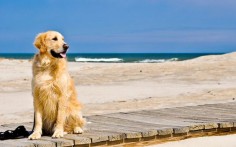 desktop golden retriever dog pics