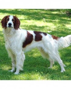 Despite its name, the Irish red and white setter is a distinct breed, not just a different colored version of the Irish setter. Bred primarily for the field, they should be strong, powerful and athletic, with a keen and intelligent attitude.