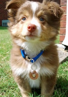 Dexter the Miniature Australian Shepherd | Puppies | Daily Puppy. OMG He is sooo cute!!