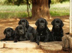 Dickendall Labrador Puppies Texas - Texas Labrador Puppies - Texas Labrador Retriever Puppies - Texas Lab Pups