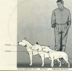 Difference between American Staffordshire Terrier and Staffordshire Bull Terrier