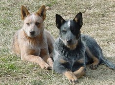 Difference between Australian Cattle Dog and Blue Heeler