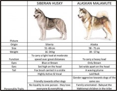 difference between husky and malamute - Bing Images