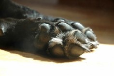 DIY paw wax to protect your dog's paws while running/walking with dogs in the snow or ice.  Based on a product used by professional mushers.  Gotta make some of this for my Archie!