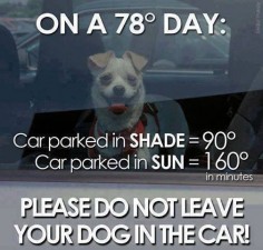 Do not leave your dog in the car.