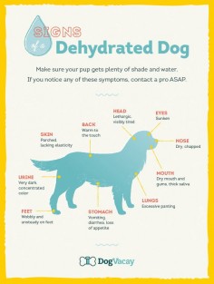 Do you know the signs of dehydration? Use this chart to keep your pup safe!