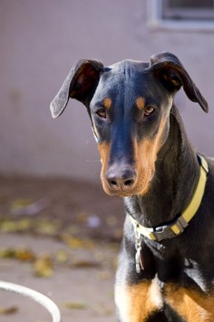 Doberman Pinscher with Natural Ears (Uncropped, As Nature Intended Them To Be). ♡♥
