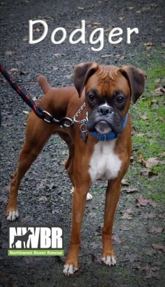 Dodger 2 is an adoptable Boxer searching for a forever family near Roseburg, OR. Use Petfinder to find adoptable pets in your area.