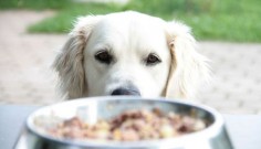 Does your dog get possessive around food? Here's 5 tips I've used to help reduce resource guarding around food. Dog's that show guarding behaviors are often